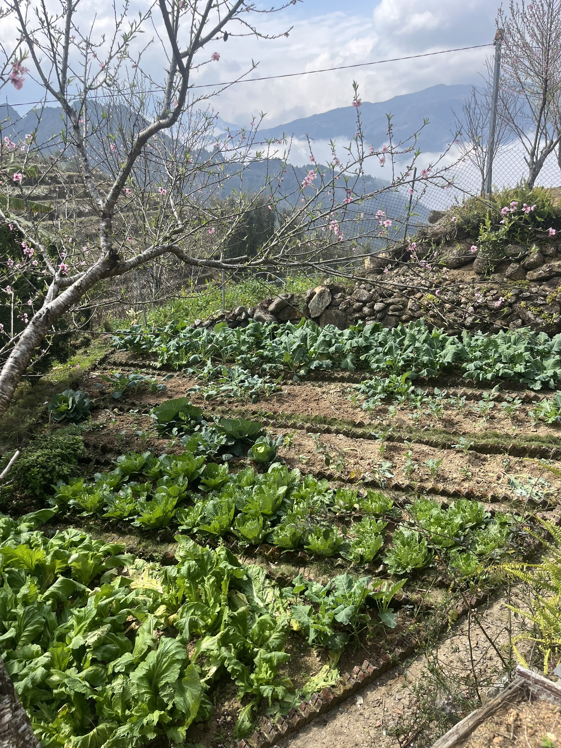 Peach Gardens and Vegetable Beds in Sa Pa